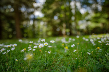 Abstract soft focus daisy meadow landscape. Beautiful grass meadow fresh green blurred foliage....