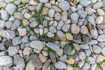 Pebble path with large rocks. Green plants colorful stones, pebbles as pathway in the mountains. Road in the beautiful garden
