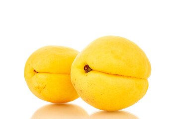 Two bright yellow juicy pineapple apricots, macro isolated on a white background.