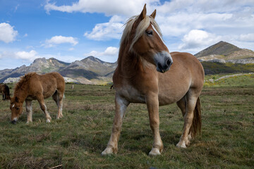 Beautiful landscape of northern Spain. Blonde-haired horse in its natural habitat.