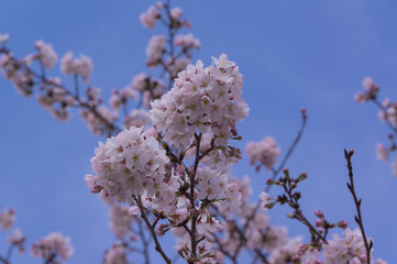 Keage Incline early spring cherry blossoms, Higashiyama Ward, Kyoto City, Kyoto Prefecture.