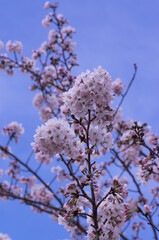 Keage Incline early spring cherry blossoms, Higashiyama Ward, Kyoto City, Kyoto Prefecture.