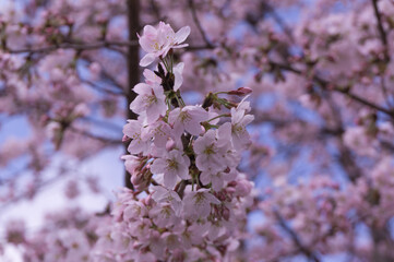 Keage Incline early spring cherry blossoms, Higashiyama Ward, Kyoto City, Kyoto Prefecture.