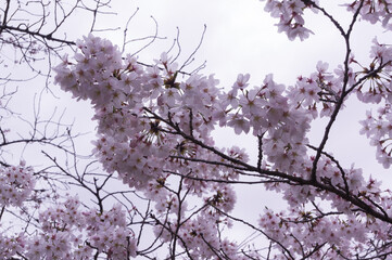Keage Incline early spring cherry blossoms, Higashiyama Ward, Kyoto City, Kyoto Prefecture.