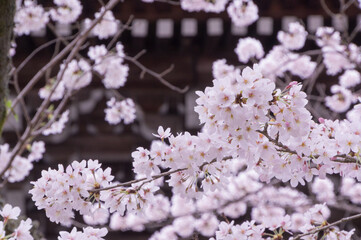 Cherry blossoms at Nanzenji Temple, Nanzenji Temple in Sakyo Ward, Kyoto City, Kyoto Prefecture.