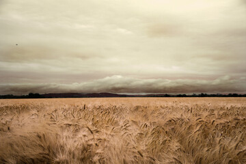 Fototapeta na wymiar wheat field in the morning
