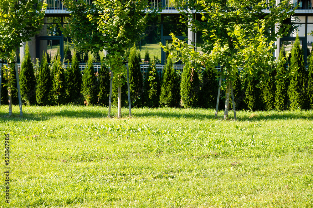 Wall mural Urban garden. Row of green trees, decorative trees and lawn in front of the apartment house in sunny day