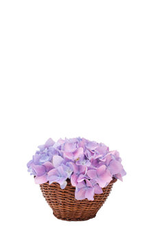 piccolo cesto in midollino con fiore di ortensia rosa blu su sfondo trasparente