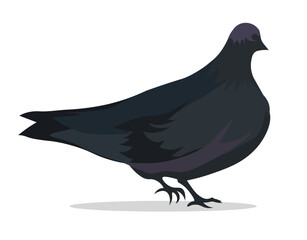 A large black dove walks on a white background. Isolated vector illustration, eps 10.