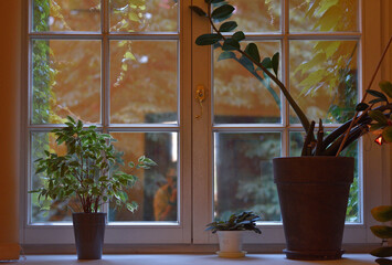 Okno z roślinami doniczkowymi - obrazy, fototapety, plakaty