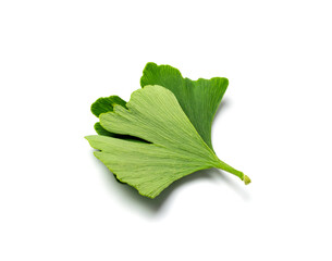 Ginkgo Biloba Leaves