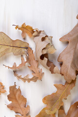 beautiful autumn oak leaves on a white slate or stone background lie in a chaotic order. view from above.