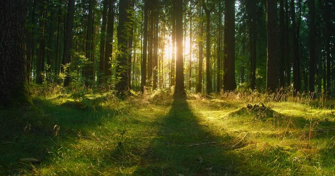 Sun flares break through the tree trunks, slider footage. Insects fly into the light. Beautiful sun rays illuminating a coniferous forest in vivid shades of fresh green, real time dolly shot.