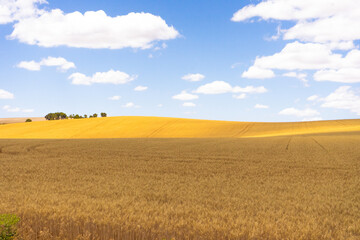 Campos de Castilla