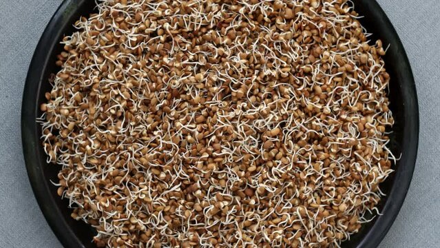 Horse gram sprouts close-up. Healthy protein-rich kollu vegan food. Table spin, top view.