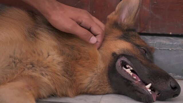 Cute young german shepherd is being cuddled by its owner. Cuddling a beautifull pet dog. Spa treatment. Dog cuddling. dog. german shepherd.