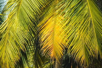 Palm trees in nature. Beautiful leaves.