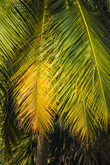 Palm trees in nature. Beautiful leaves.