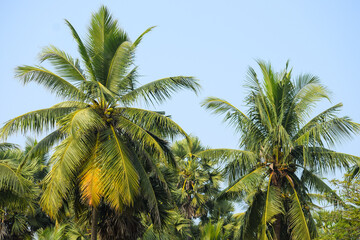 Fototapeta na wymiar Palm trees in nature. Beautiful leaves.