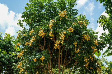 Fototapeta na wymiar Mountain yellow bark fruit tree planted in wild orchard