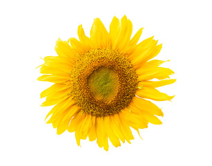 yellow sunflower isolated on transparent background