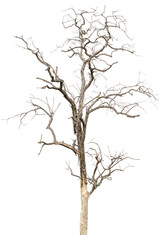 dead tree dry trees in thailand isolated on a transparent background - obrazy, fototapety, plakaty