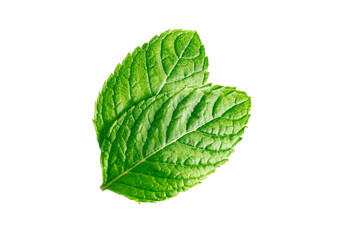 Mint leaves Mint leaves isolated on transparent background - obrazy, fototapety, plakaty