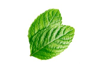 Mint leaves Mint leaves isolated on transparent background