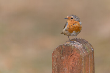 Birds and birdwatching