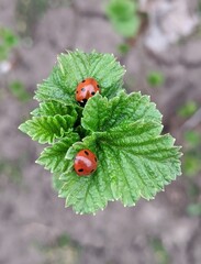 ladybird on a leaf