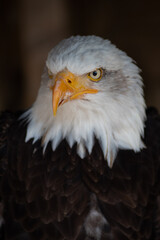 Fototapeta premium American eagle