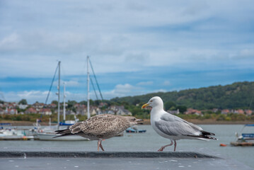 Fototapeta na wymiar Seagulls 