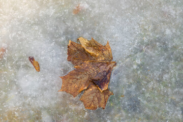 Close up view of old maple leaf on remains of spring dirty snow. Sweden