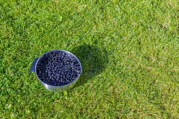 View of bowl with blackcurrant on green grass background.