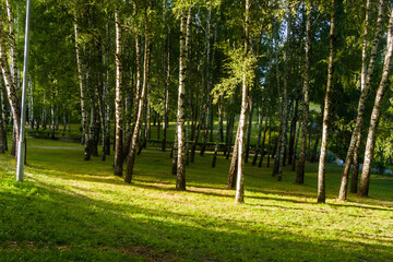 Fototapeta na wymiar The trees in the city park are illuminated by the sun in the summer.