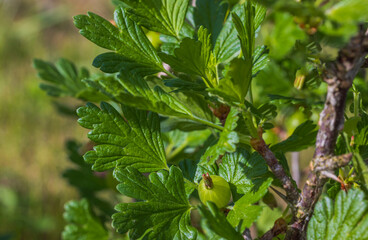 Macro view of green gooseberry bush in early summer.