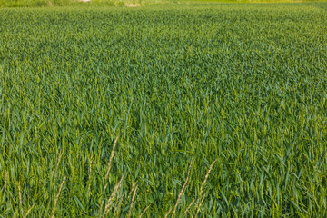 Close up view of wheat field in early summer on background. Agriculture concept. Sweden.