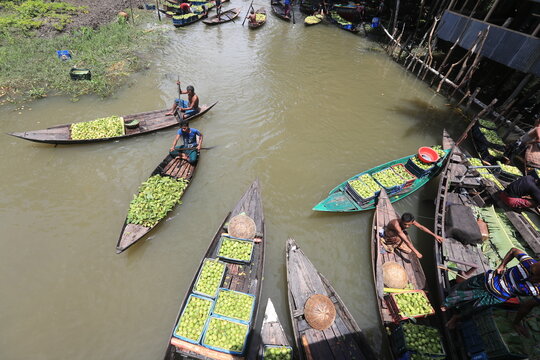 Agriculture Economy Bangladesh
A floating guava market in Barisal. Thousands of farmers earn their livelihood by growing and selling these guavas. Guava, a berry-like fruit, is often called 