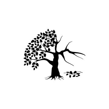 half dead and wither tree and vector illustration, molt tree, drought tree vector