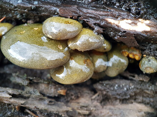 Mushroom on tree in rain