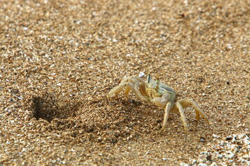 Sand crab on the shores of the Mediterranean Sea.
