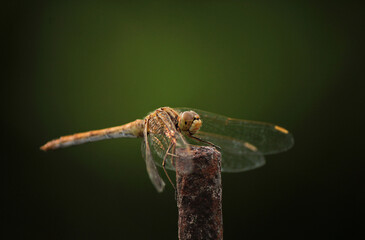 big dragonfly insect on a green background