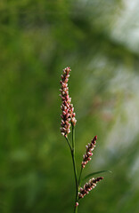 A small wild flower spike of white and pink on a green background 