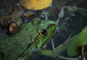frog on the leaf