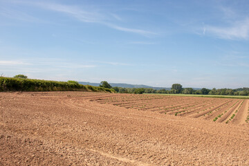 Ploughed fields in the summertime.