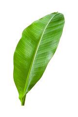 Banana leaves isolated on transparent background. Fresh green banana leaves
