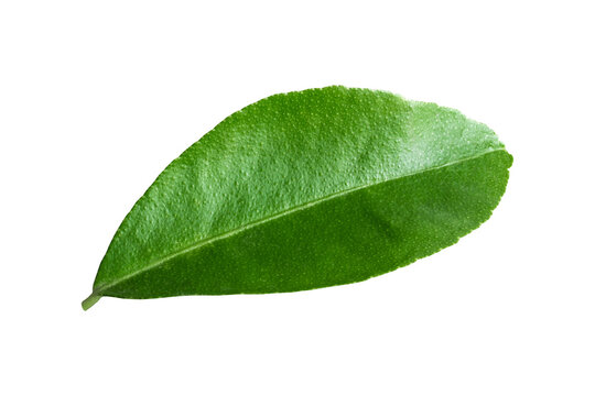lemon leaves isolated on a transparent background