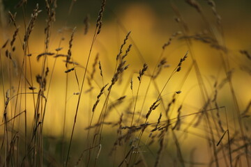 Obraz premium autumn photo of French nature.