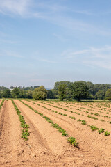 Fototapeta na wymiar Ploughed fields in the summertime.