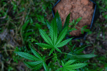 Close-up young hemp. Cannabis is a standoff between a drug and a medicine.